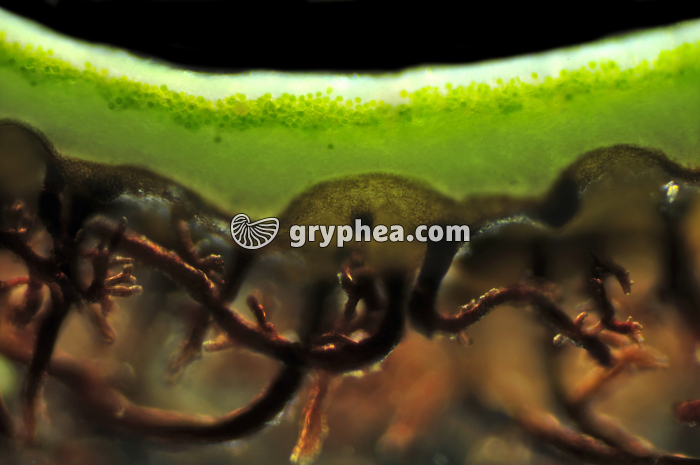 Lichen (coupe du thalle montrant les rhizines) CT x15 - gryphea.com